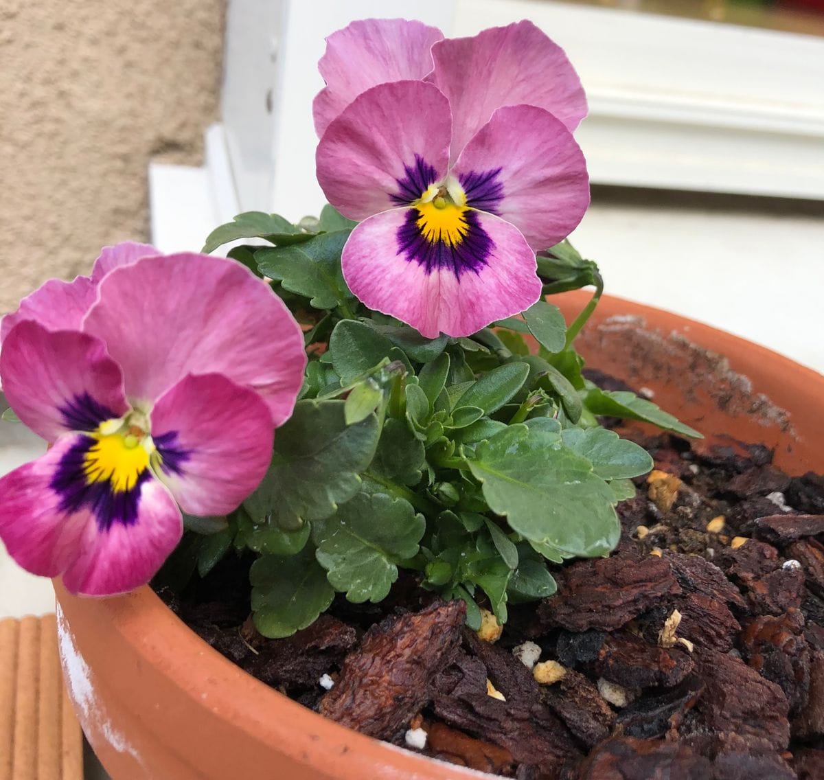 パンジーさん、ありがとう💐