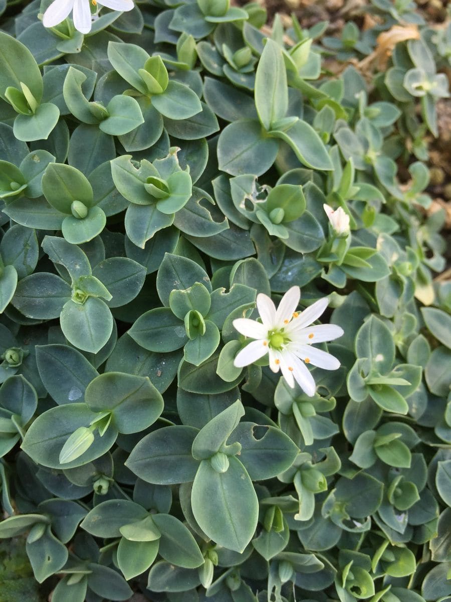 咲き始めました🌸