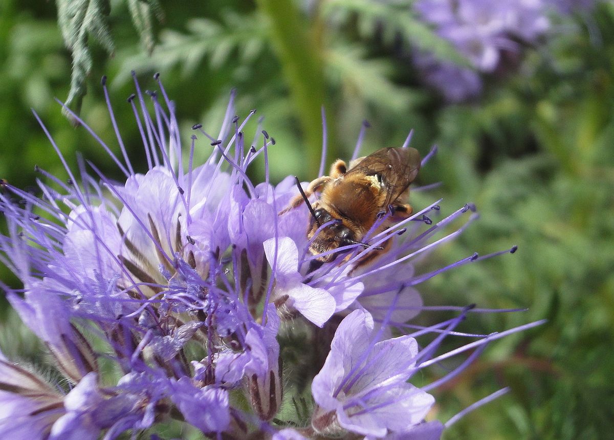 蜂に人気のハゼリソウ🐝