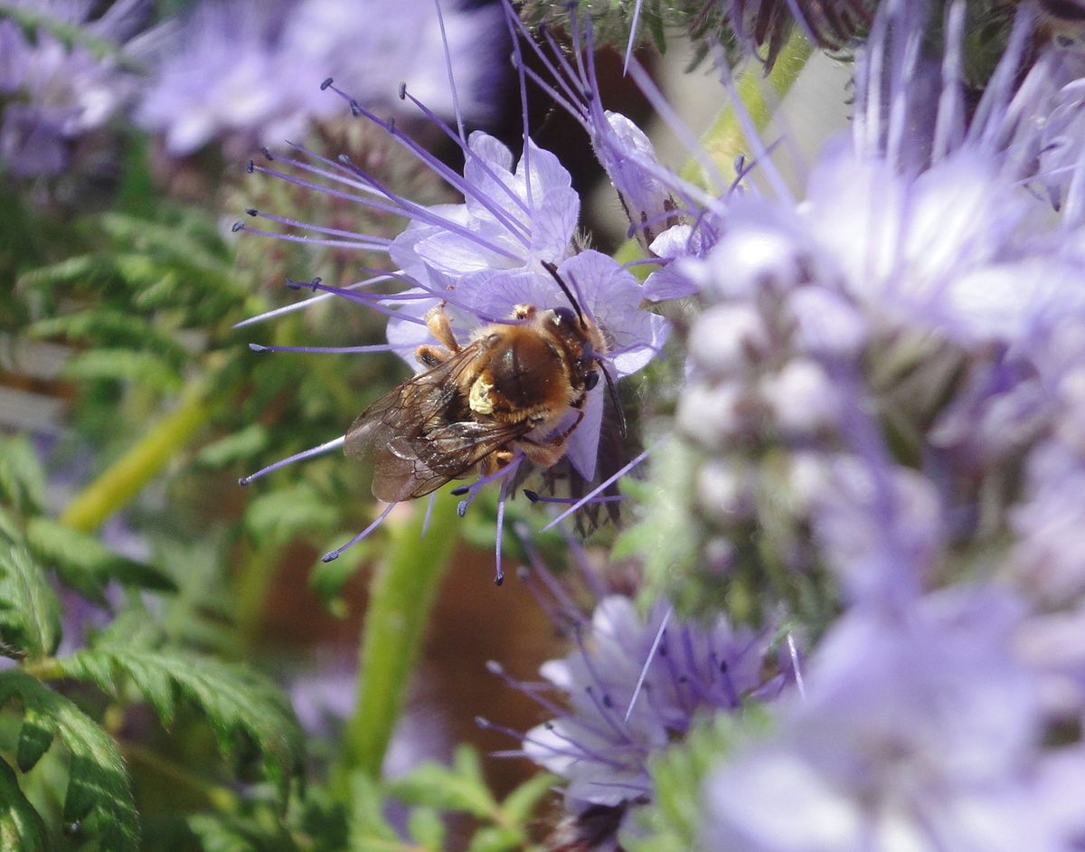 蜂に人気のハゼリソウ🐝