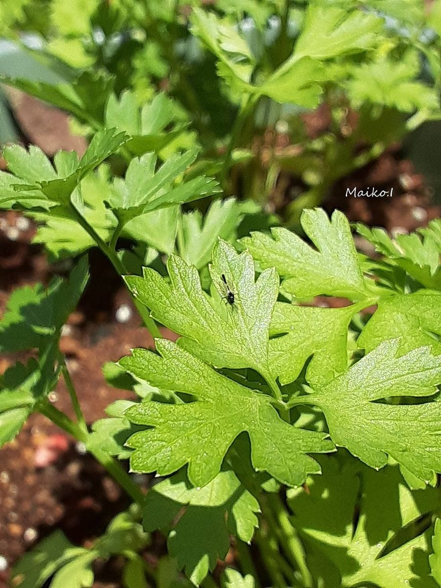 プランター菜園、こんなのも植えました。