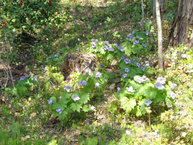 雪国植物園へ行ってきました　4/11