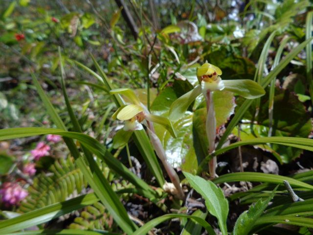 雪国植物園へ行ってきました　4/11