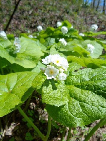 雪国植物園へ行ってきました　4/11