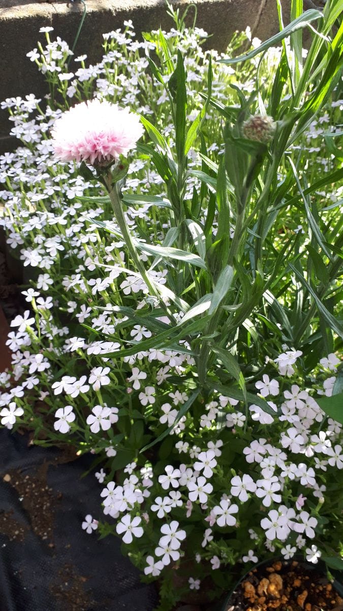 ハイビスカスが開花🌺