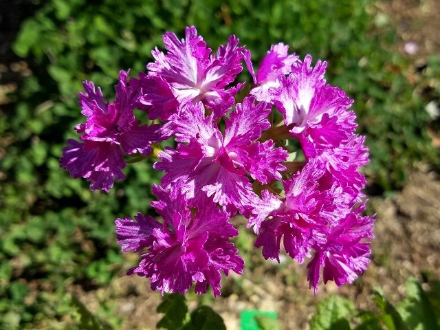 今日の日本桜草①