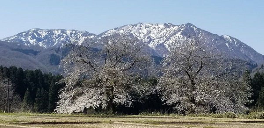 阿賀町「黒岩の夫婦桜」