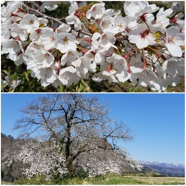 阿賀町「黒岩の夫婦桜」