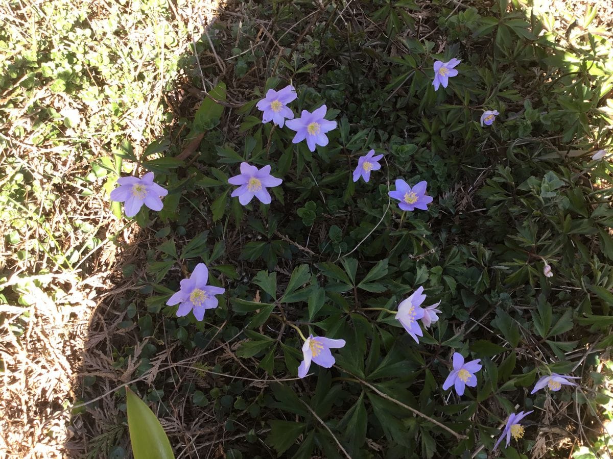 よく似た花