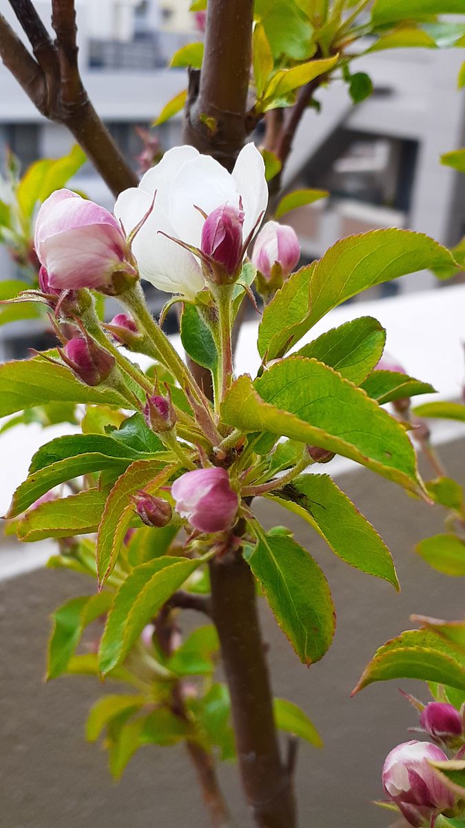 ふくおかルーバルガーデン5～春の🌸🌹🌿庭たより…姫りんご🍎の１番花の開花～💕