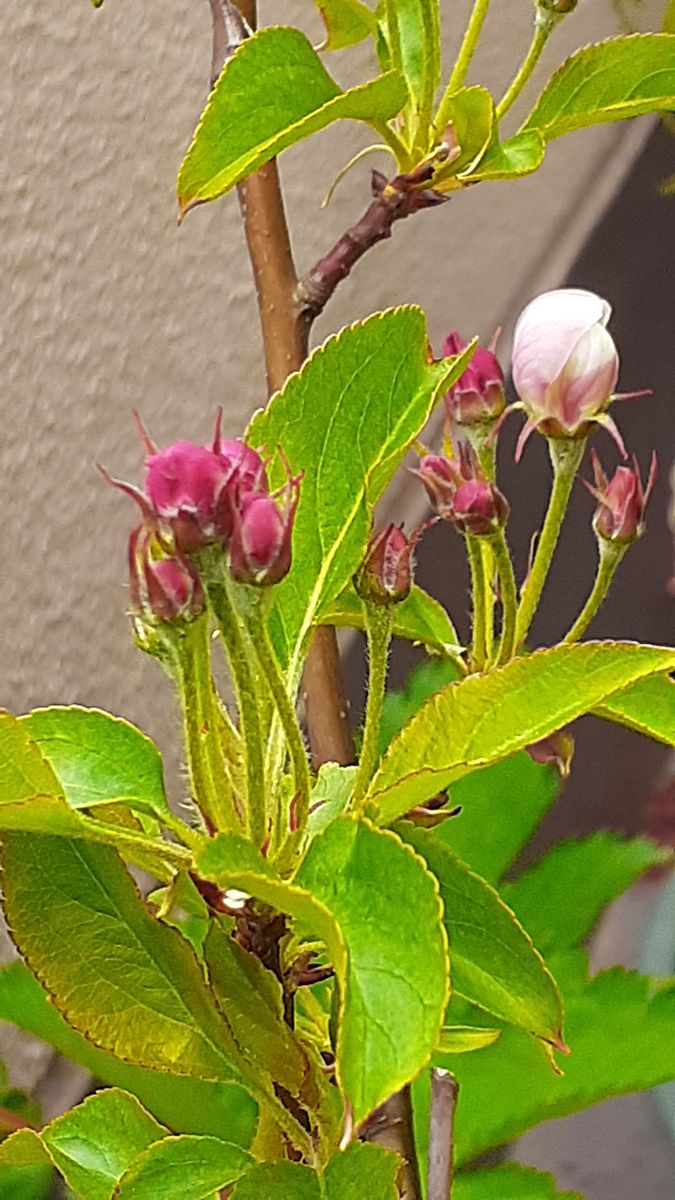 ふくおかルーバルガーデン5～春の🌸🌹🌿庭たより…姫りんご🍎の１番花の開花～💕