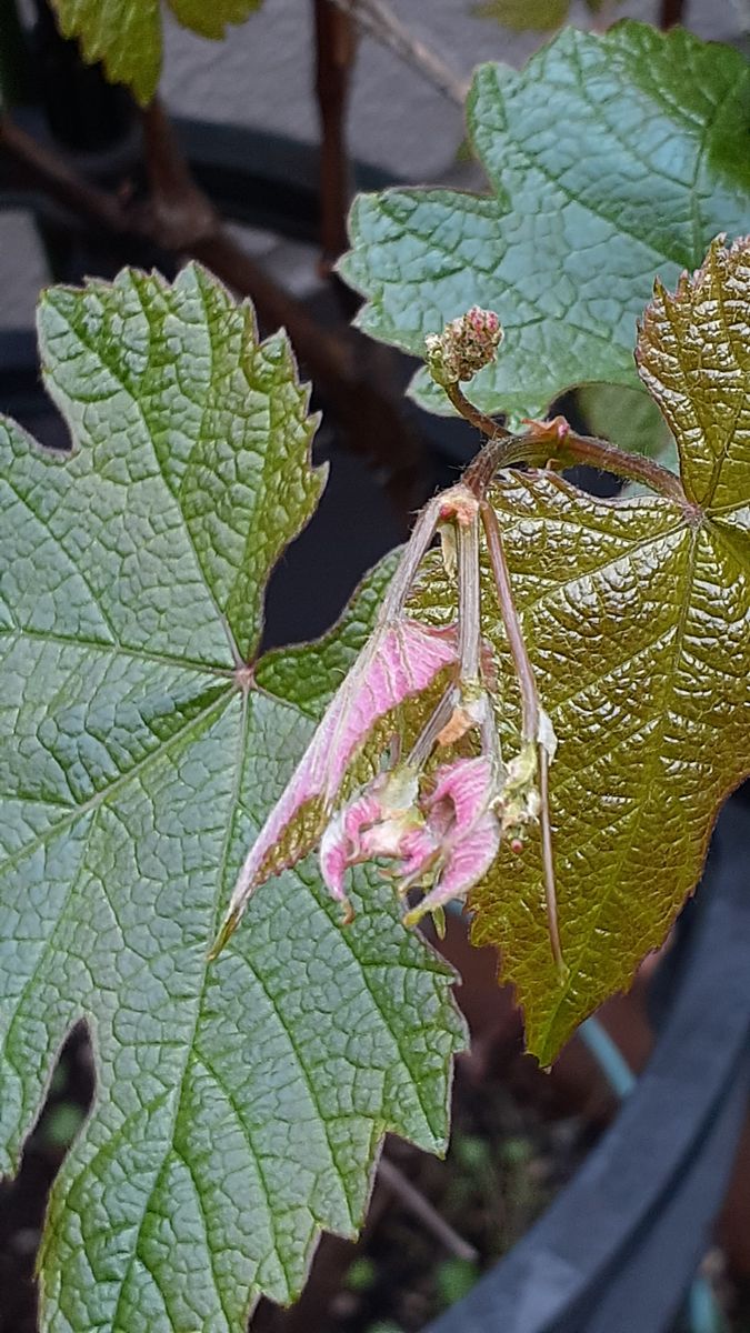 ふくおかルーバルガーデン5～春の🌸🌹🌿庭たより…姫りんご🍎の１番花の開花～💕