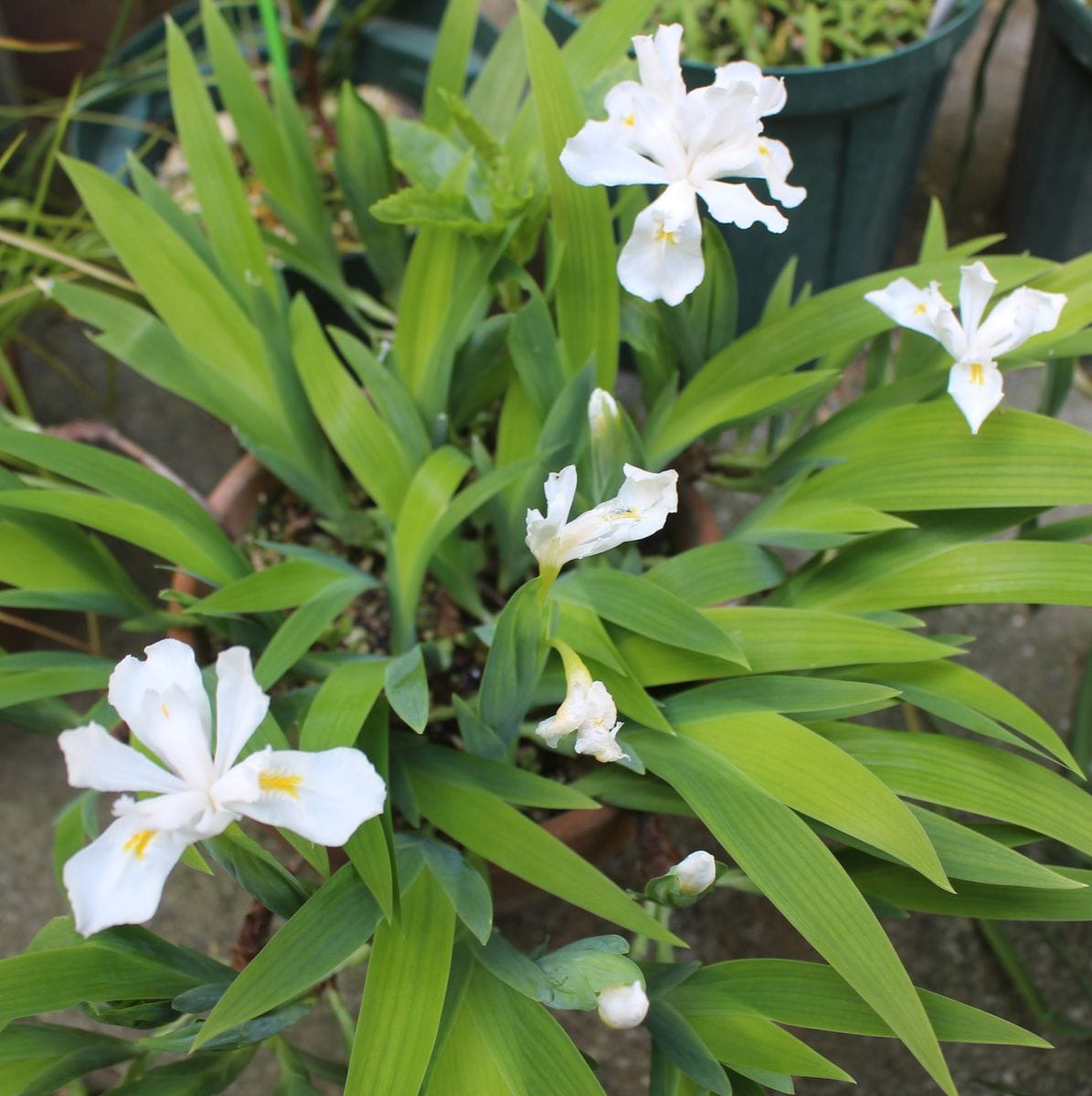 今朝の花