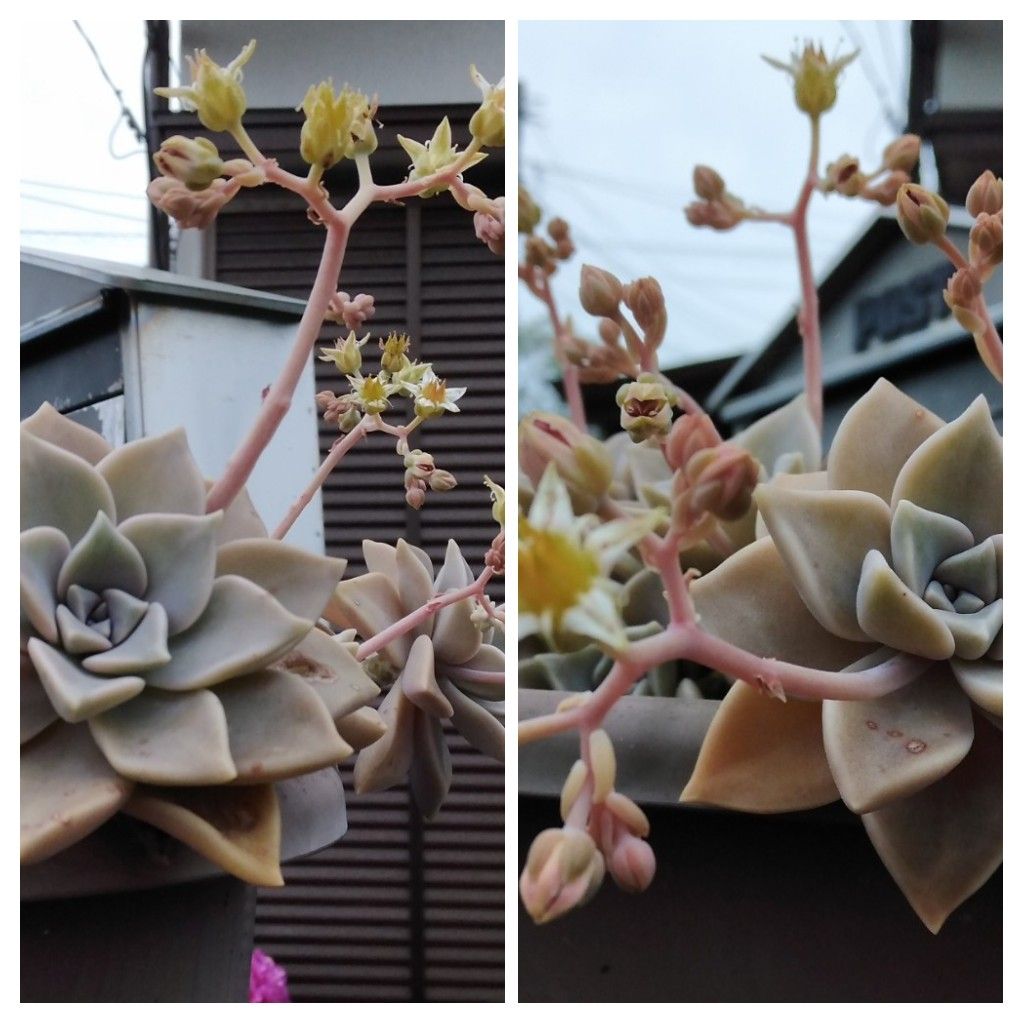 散歩道で見かけた植物