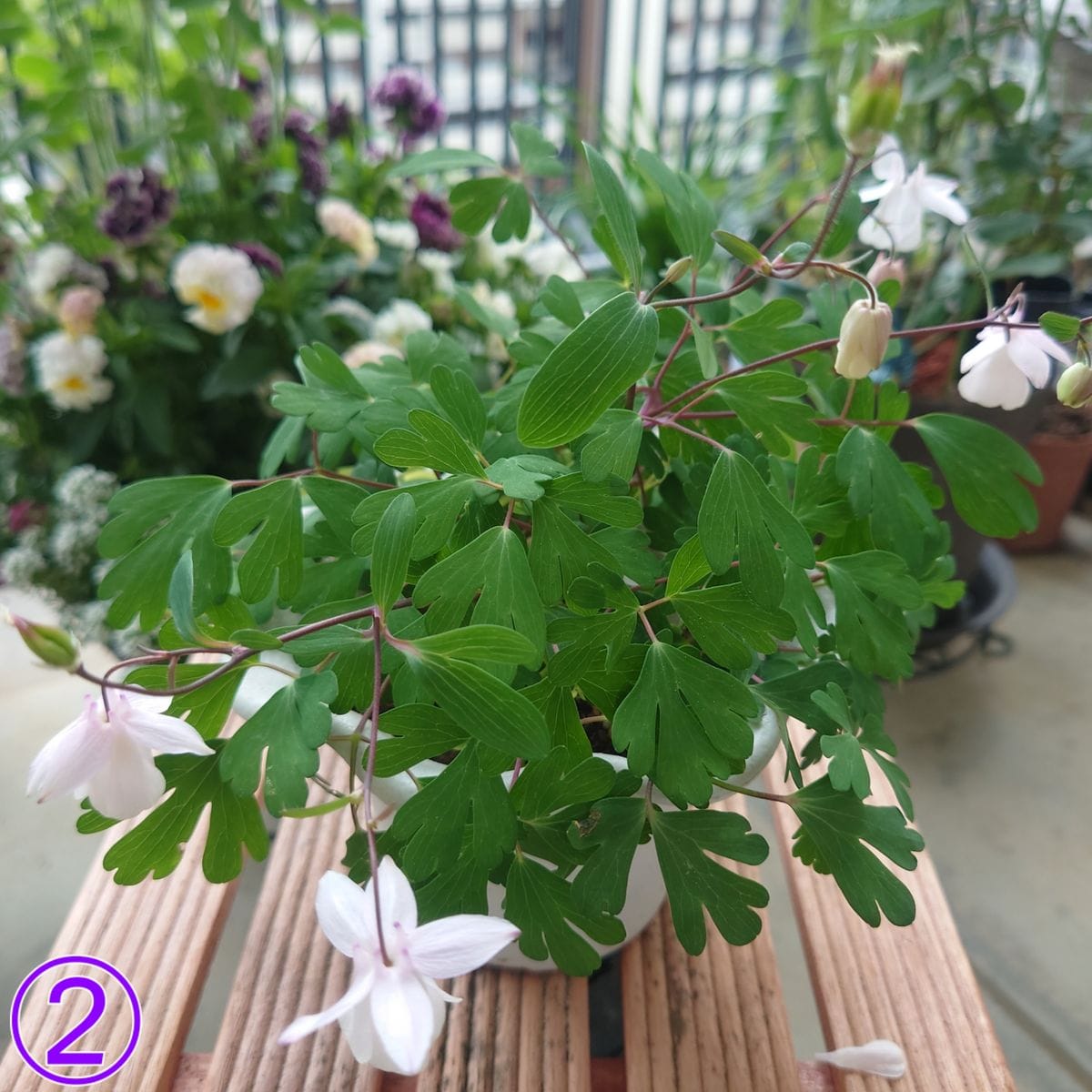 🌹今年の初花開花🌹