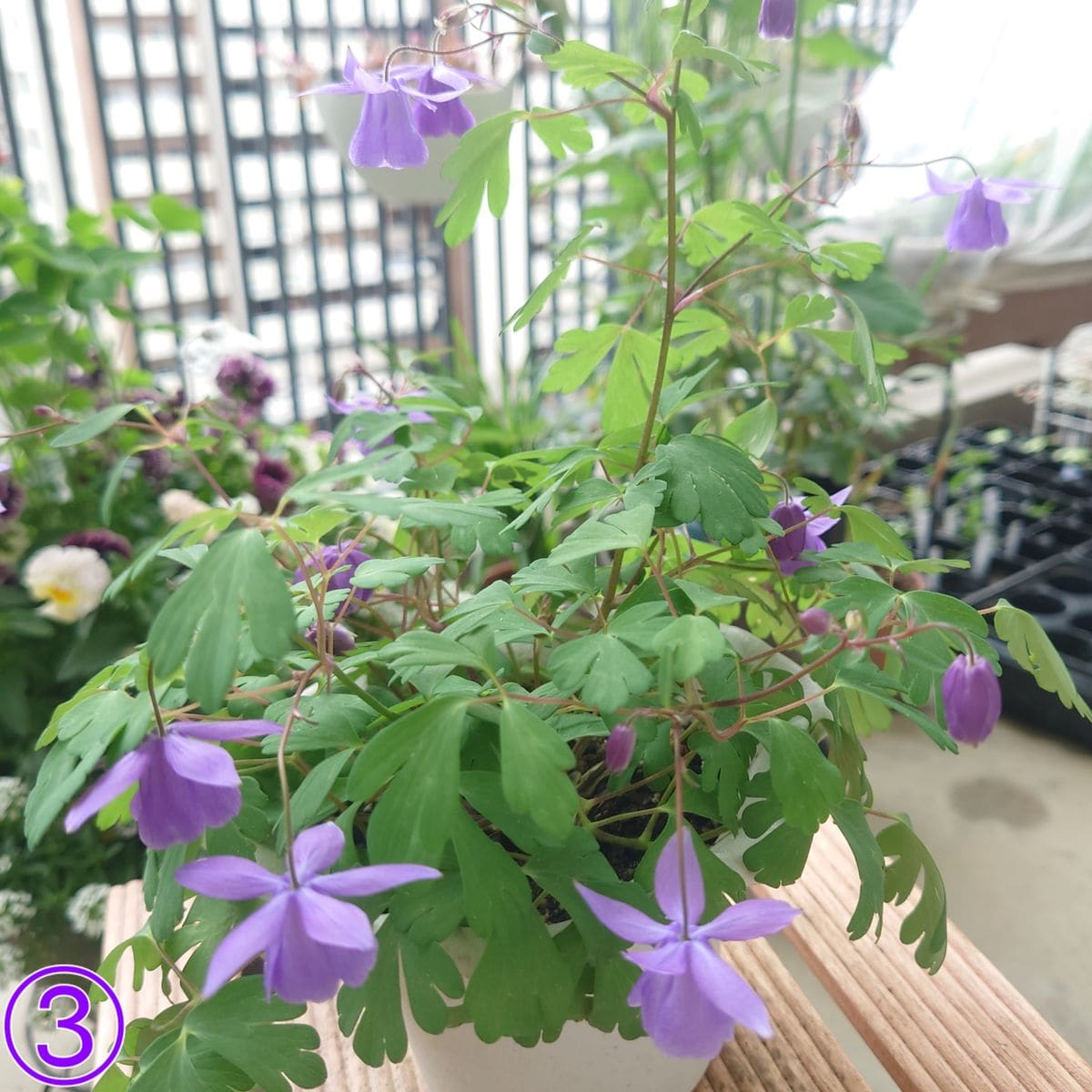 🌹今年の初花開花🌹