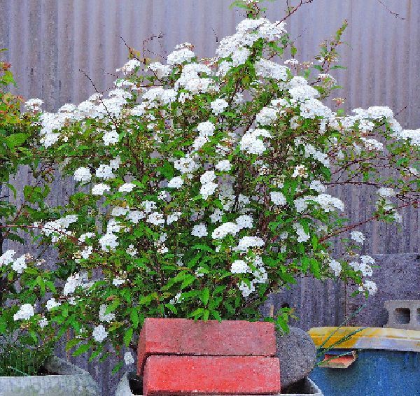 散歩道の花