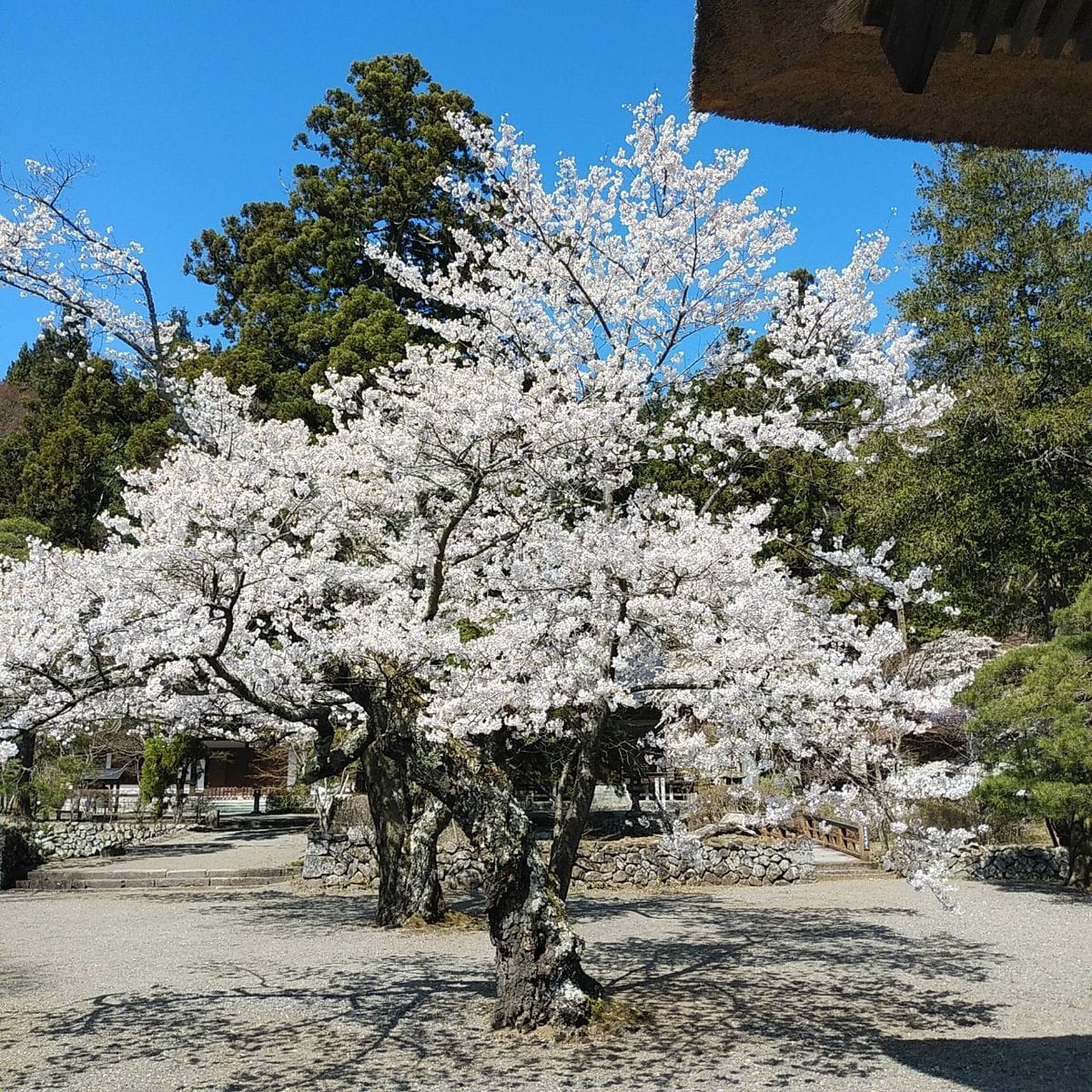 花を訪ねてお寺巡り