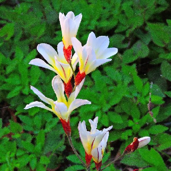 教えて花の名前～スパラキシスと判明