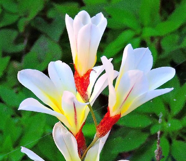 教えて花の名前～スパラキシスと判明