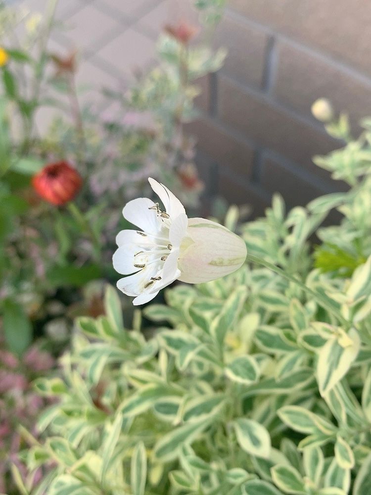 風船が開きました🎈