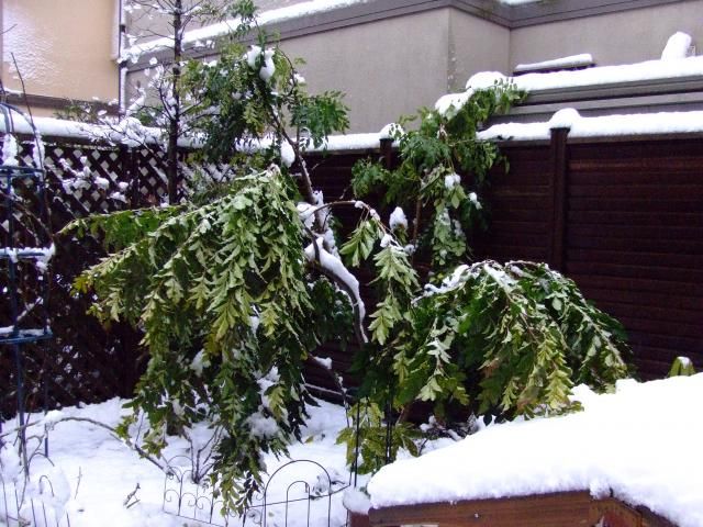 ミニ水仙と、シマトネリコの積雪