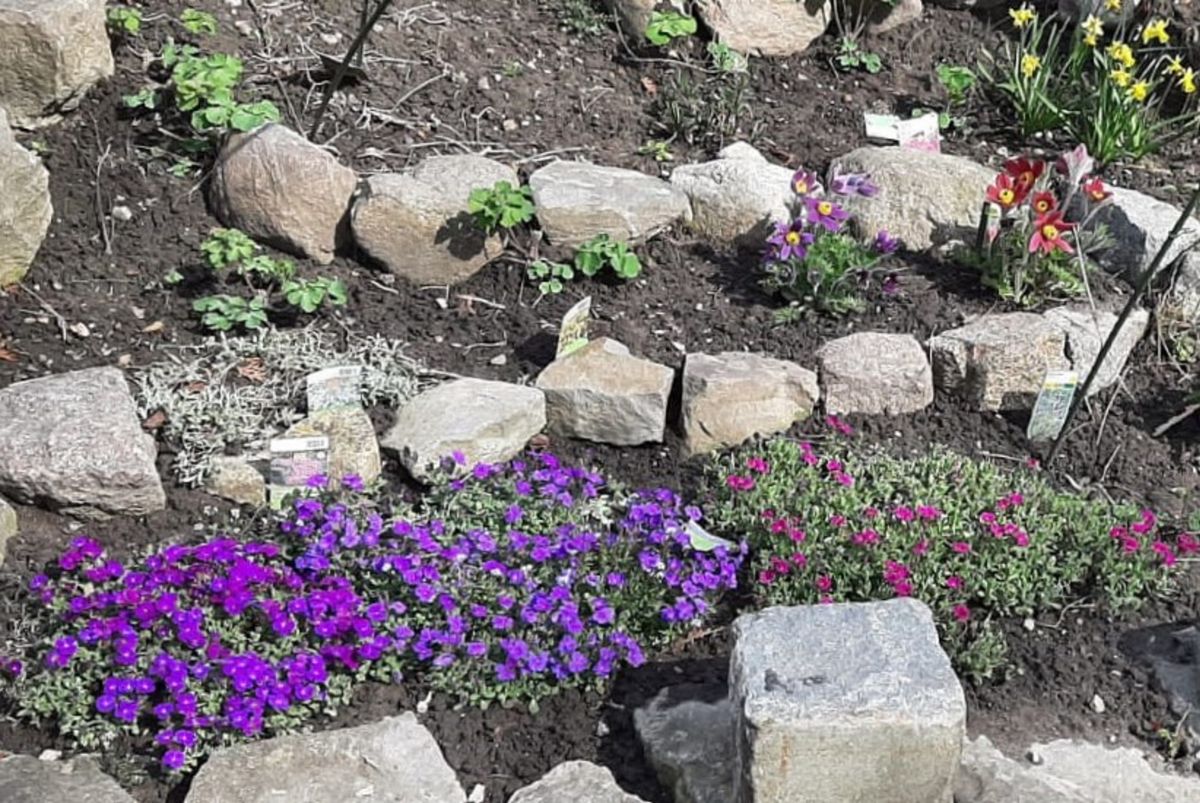 ピンボケですが春の花です