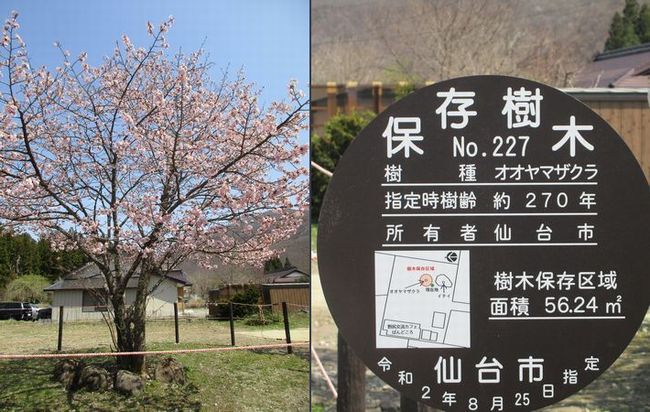 世界に一本だけの桜