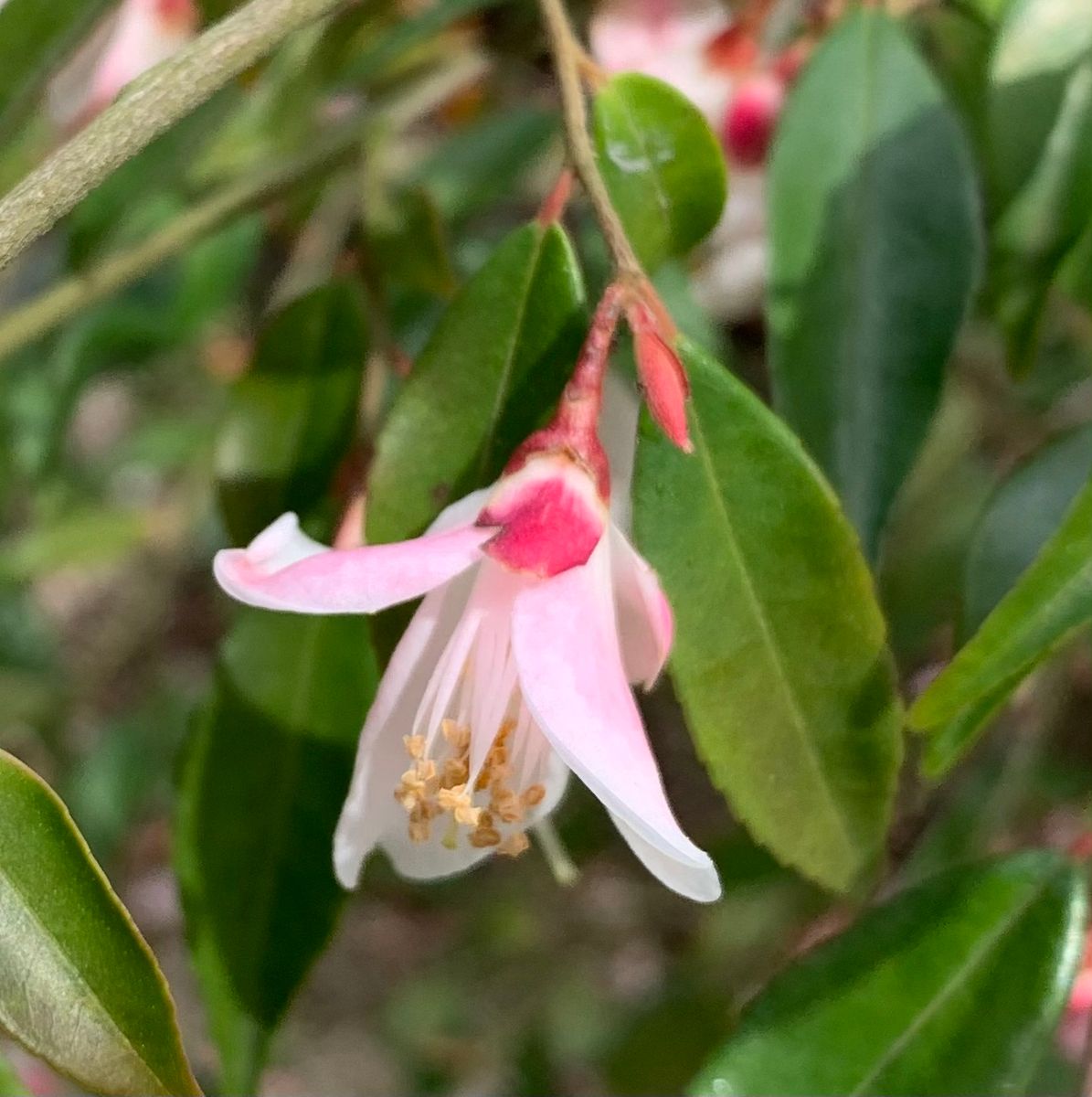 今日の花