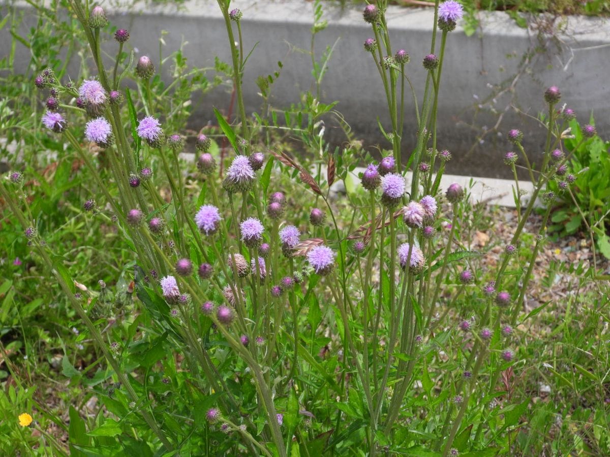 近所の花