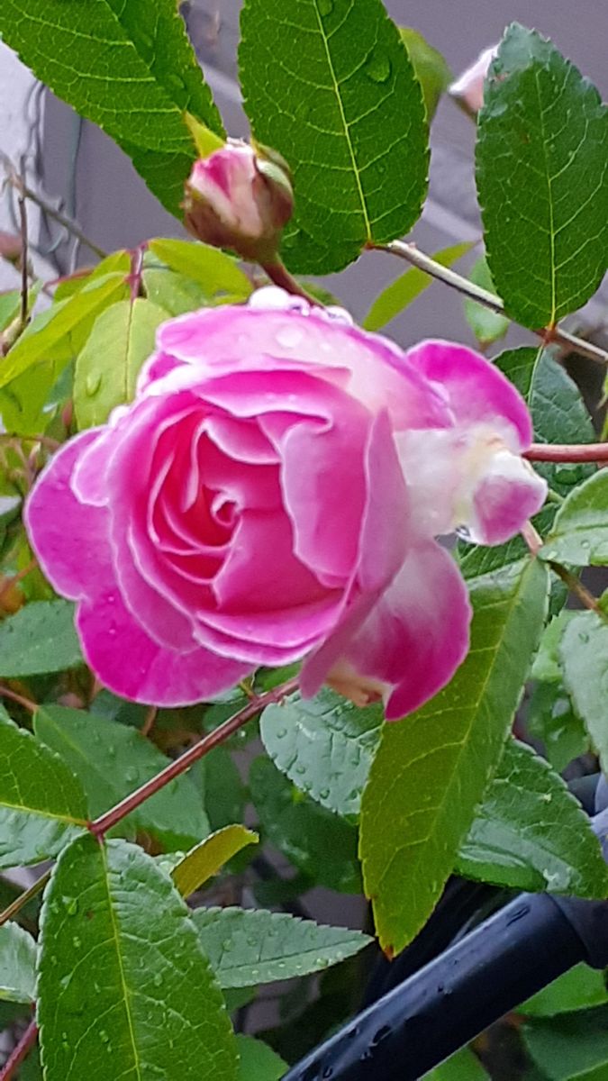 ふくおかルーバルガーデン5～春の🌸🌹🌿庭たより…山査子蕾の開花が近づいて～💕