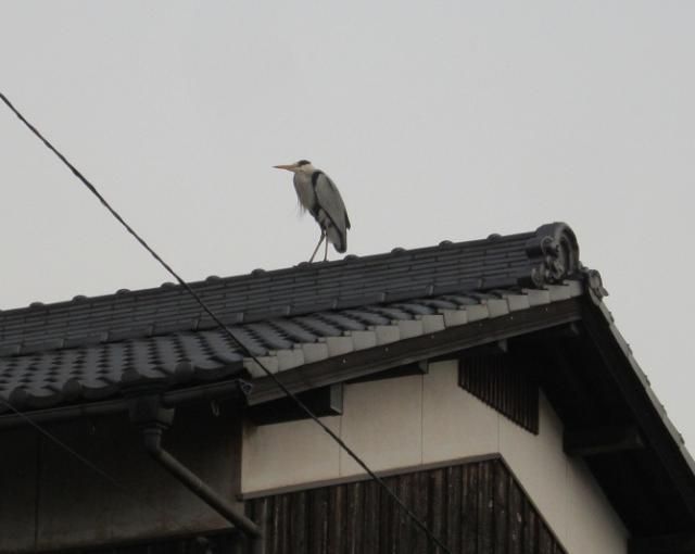 本日の夕食（長芋）と、鳥の話