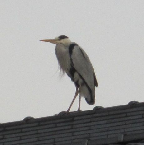 本日の夕食（長芋）と、鳥の話