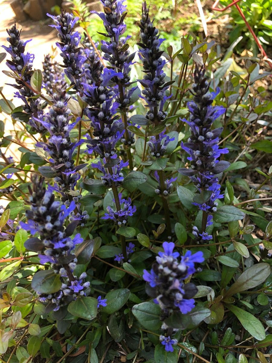 多肉植物植え替え