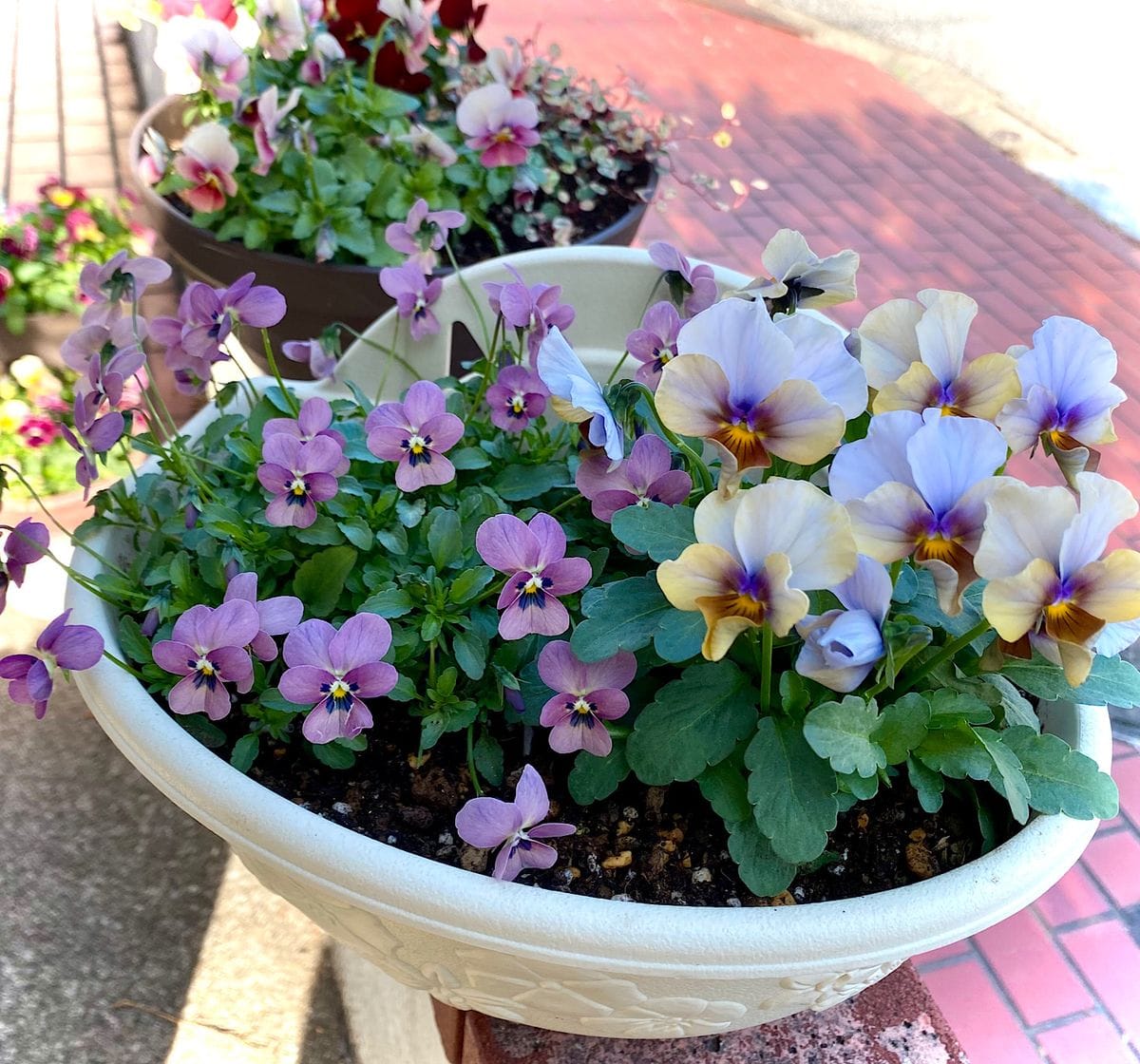 我が家のお花達♪ ビオラ編その3