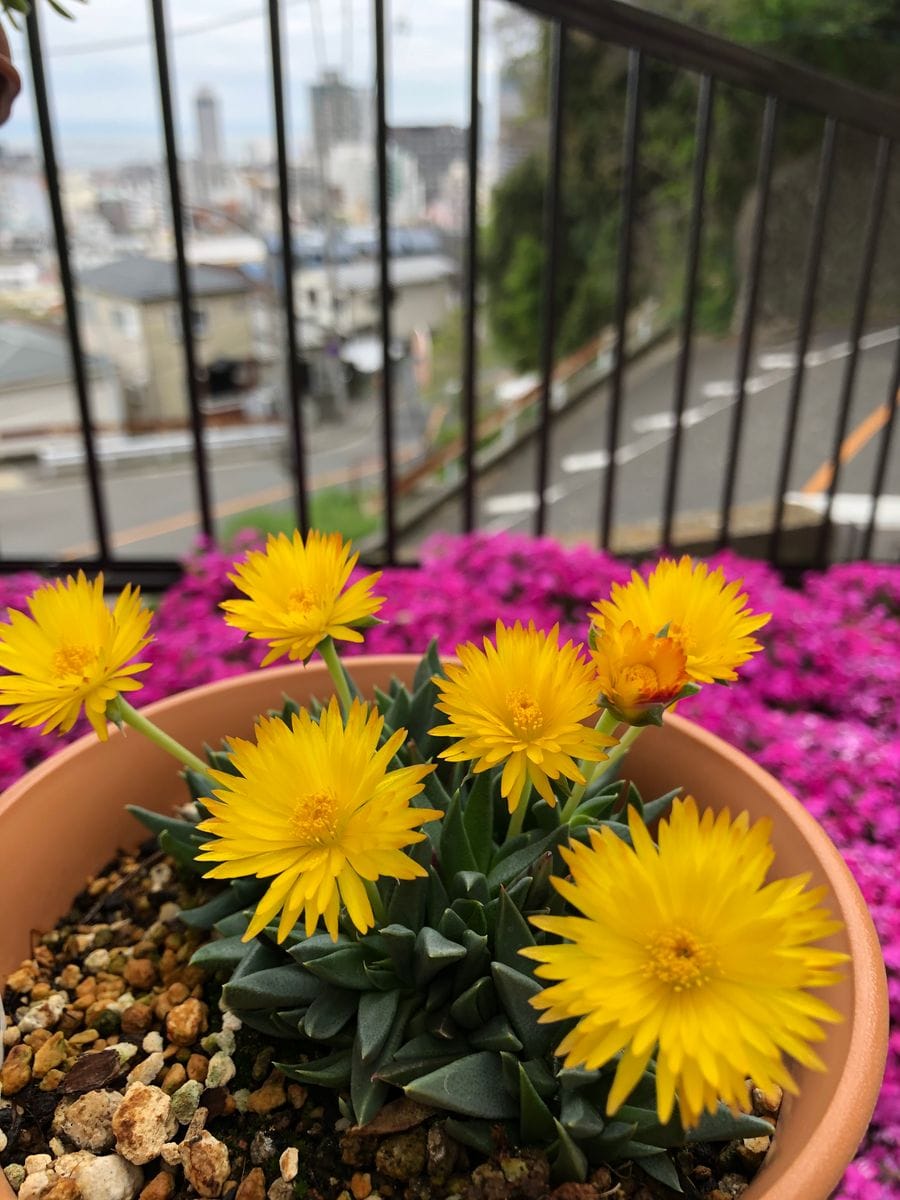 花は、昼ひらく🌼