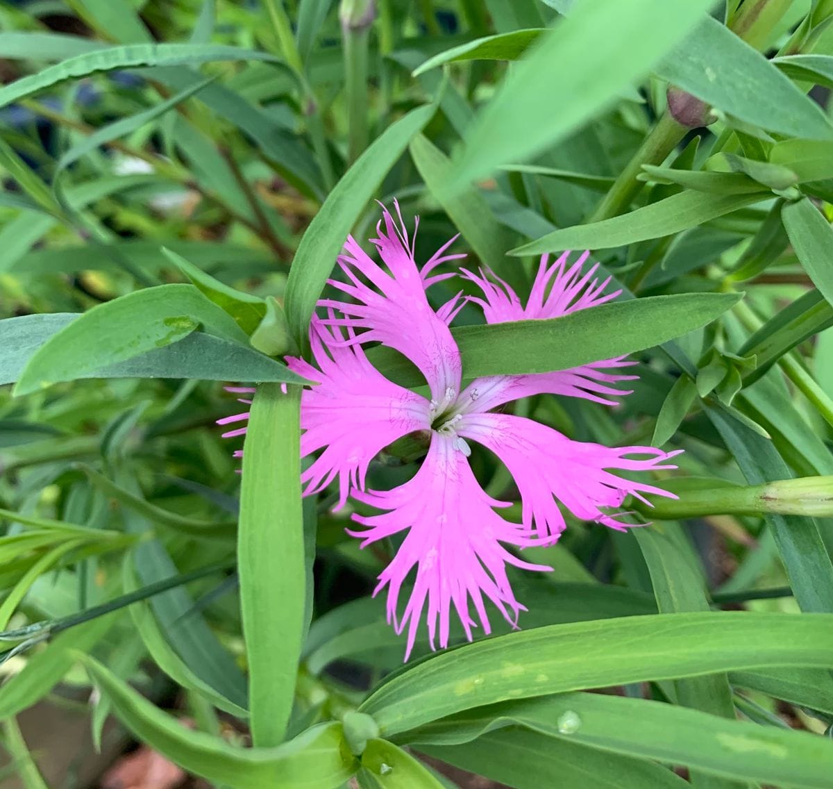 今日の花