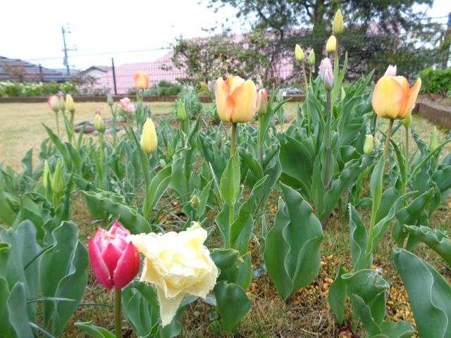 雨の朝　4/14