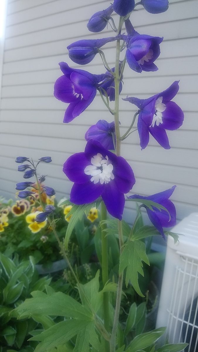 紫色の花、3種