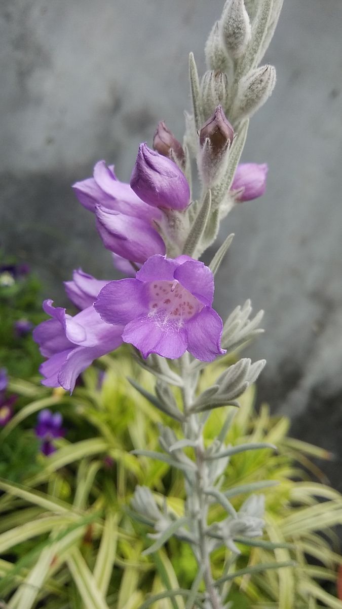 紫色の花、3種