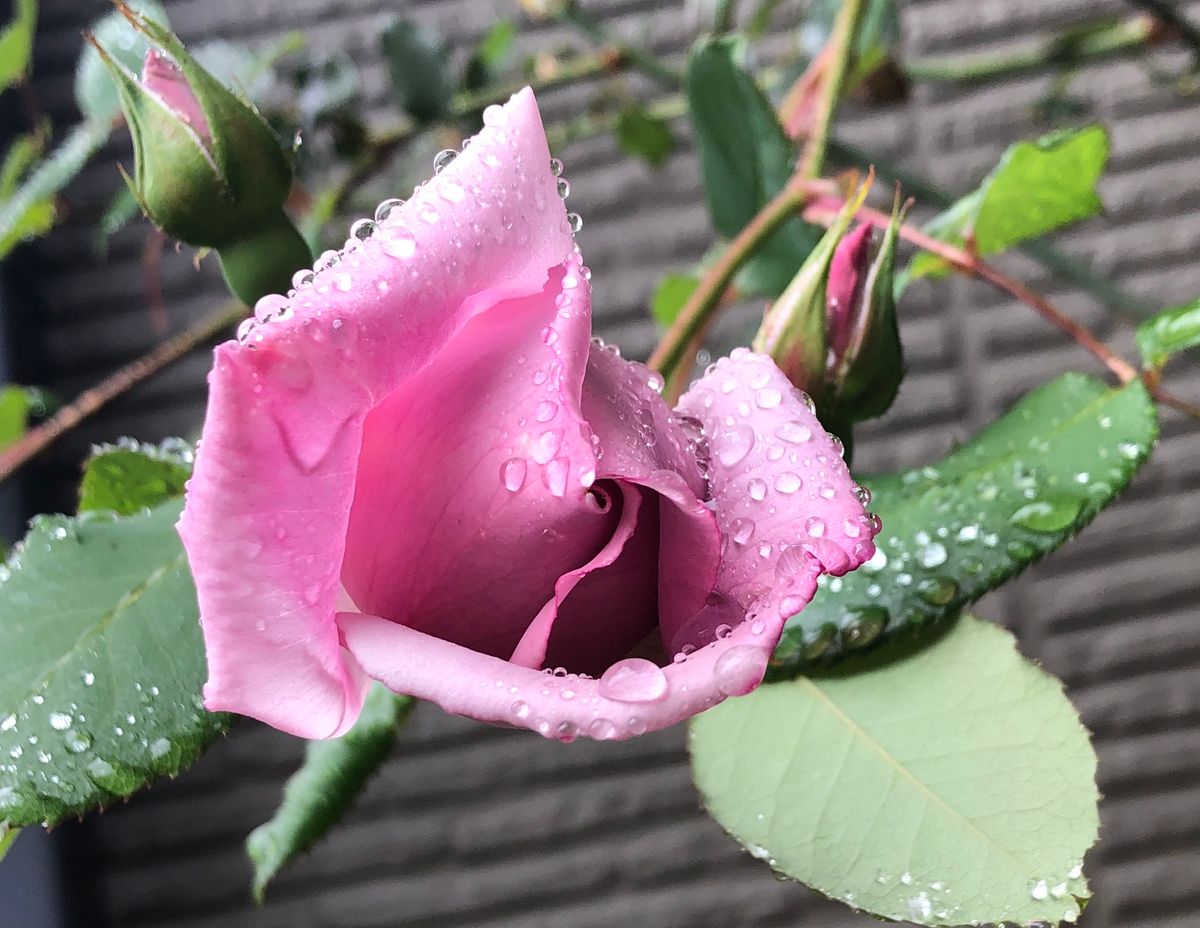 雨とバラの花