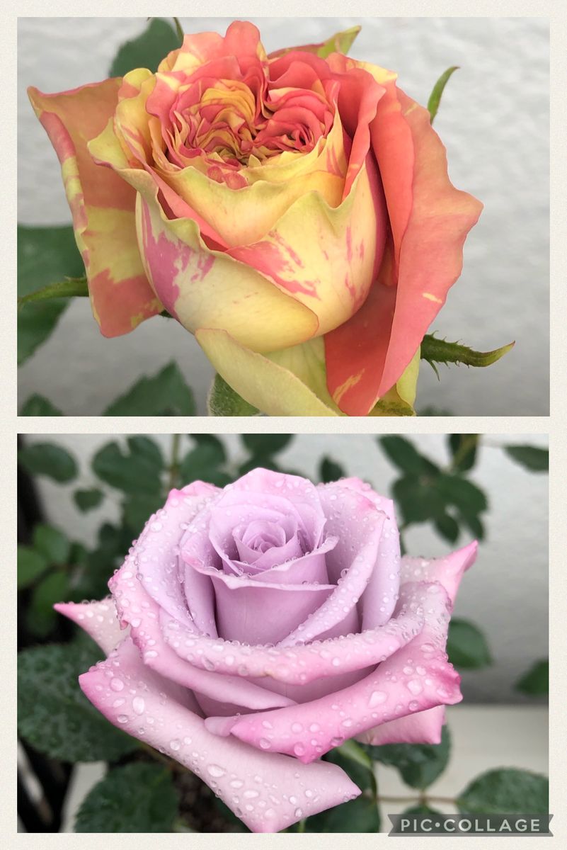 薔薇の開花が始まりました。