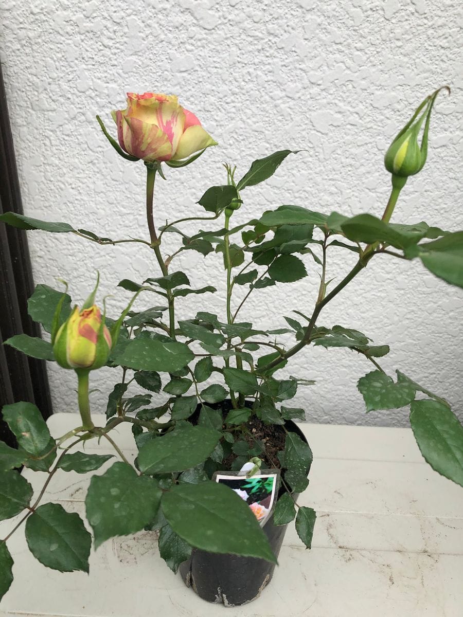 薔薇の開花が始まりました。