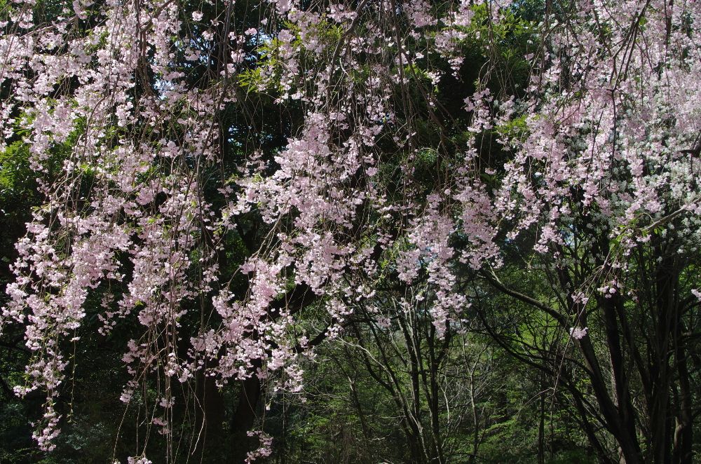 4月7日「とっとり花回廊」に行って来ました。2/3