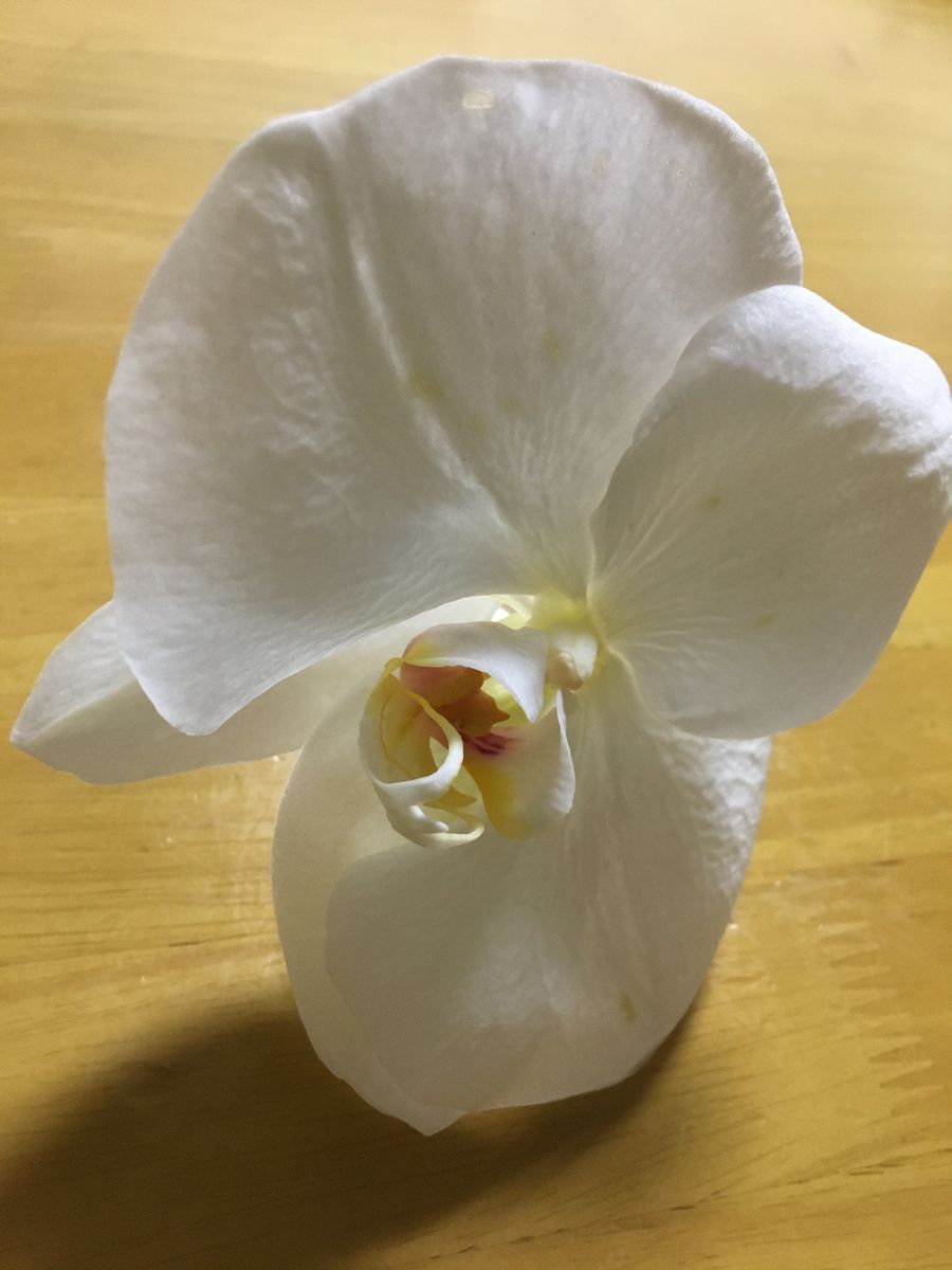 胡蝶蘭の花茎が倒れたので