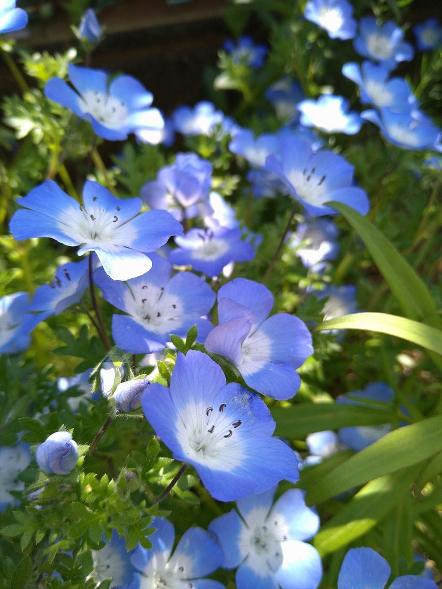 進む開花