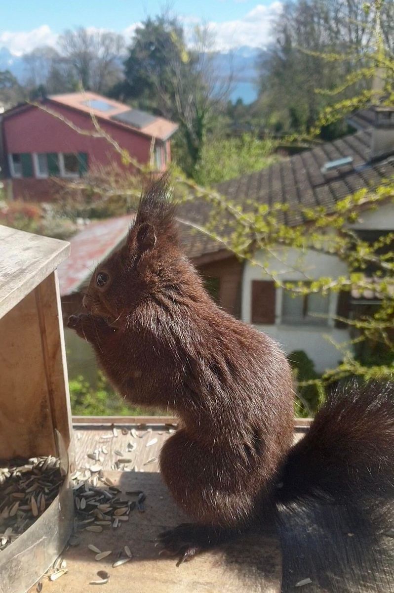 リスさんまたご来店🐿、チューリップ🌷