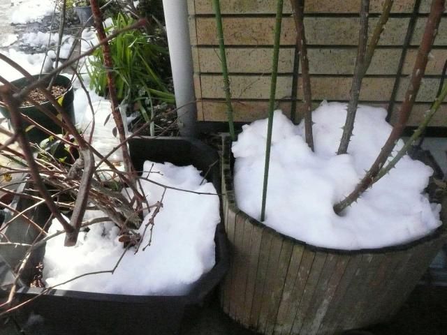 雪の後始末