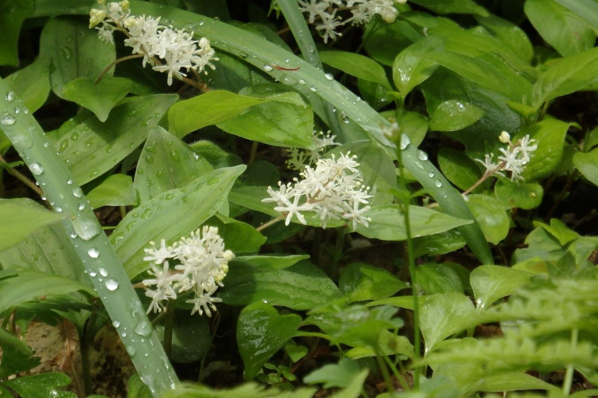 セツブンソウの種