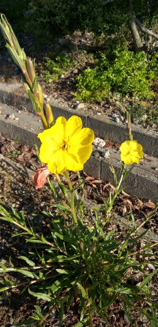 ☆通勤路のマツヨイグサ☆